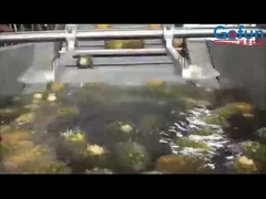 Hochproduktive Ananasverarbeitungslinie für Saftkonzentrat und mehr